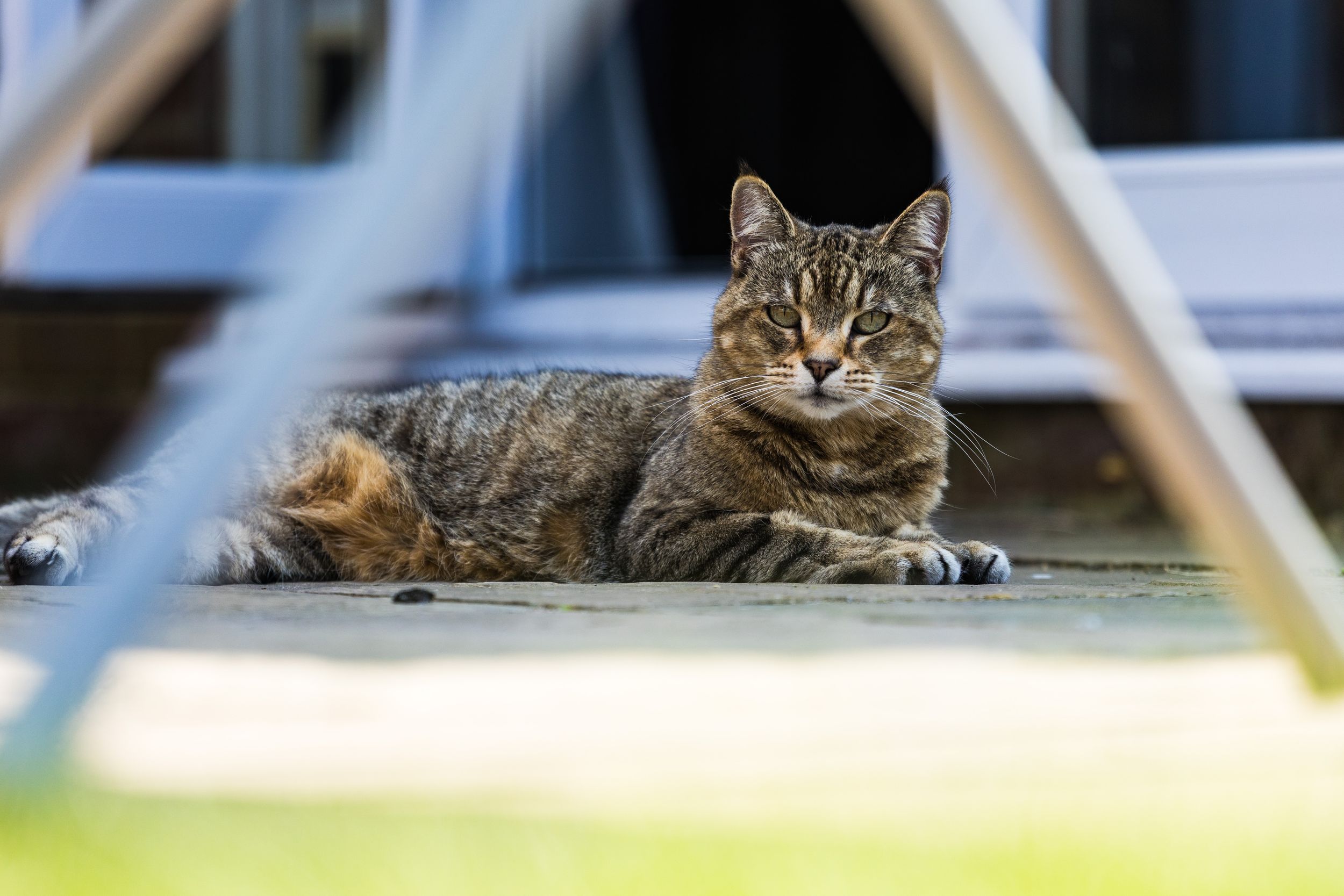 Tabby cat laying on patio from Beautiful Pet Portraits