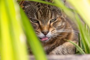 Tabby cat laying in flower bed sticking tongue out from Beautiful Pet Portraits