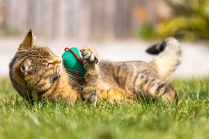 Gorgeous tabby cat rolling around on lawn clutching toy from Beautiful Pet Portraits