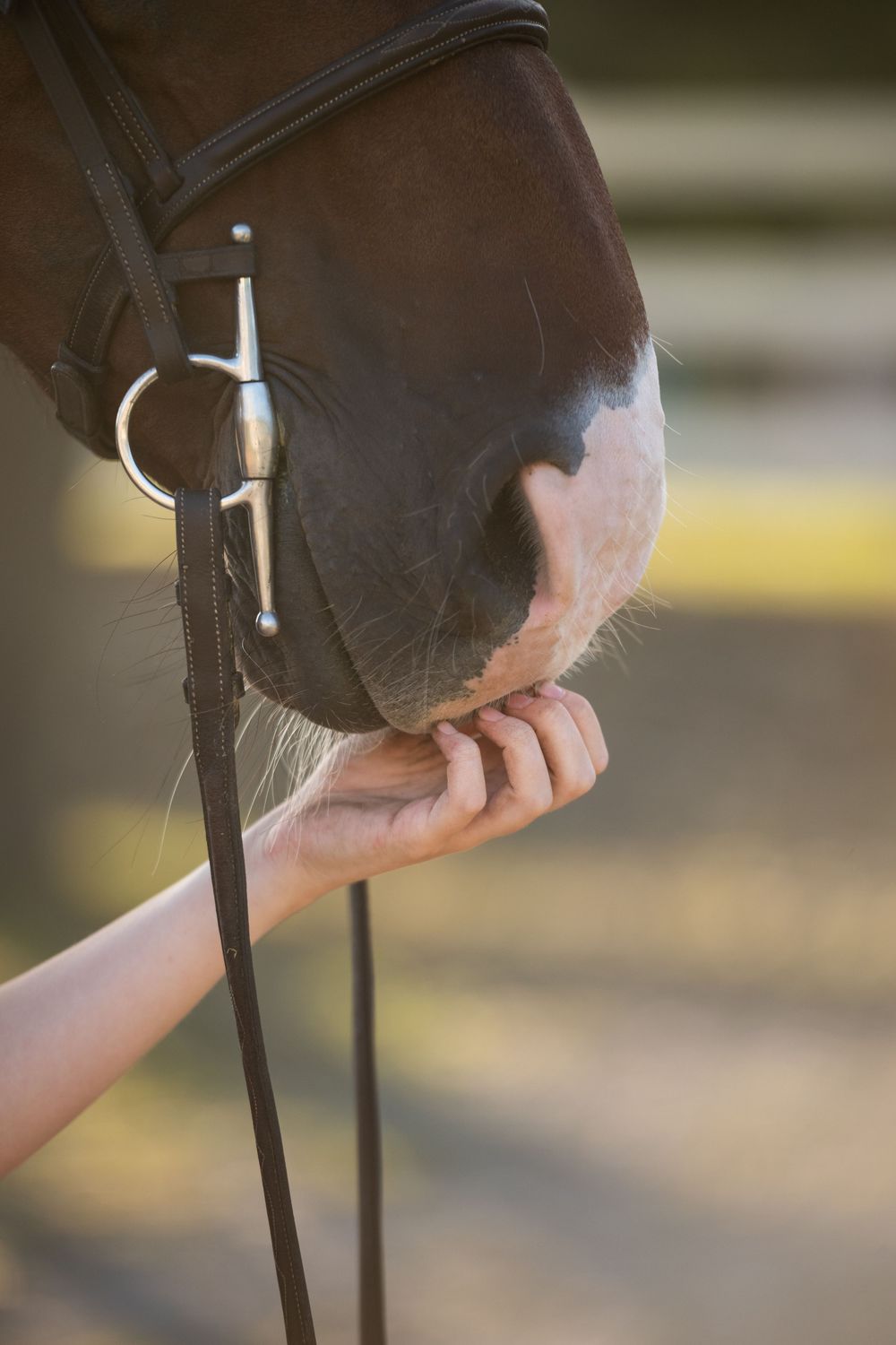 Close-up of horse's brown leather bridle and reins being adjusted by hands in sunlit setting.