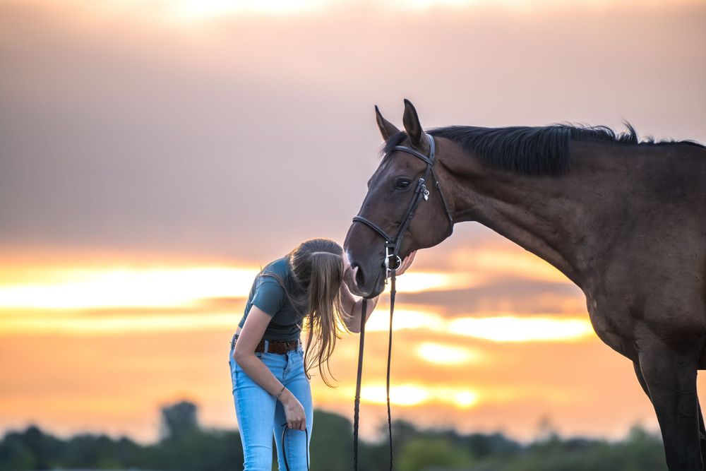 A brown horse silhouetted during golden sunset standing in a field with equestrian scenes.