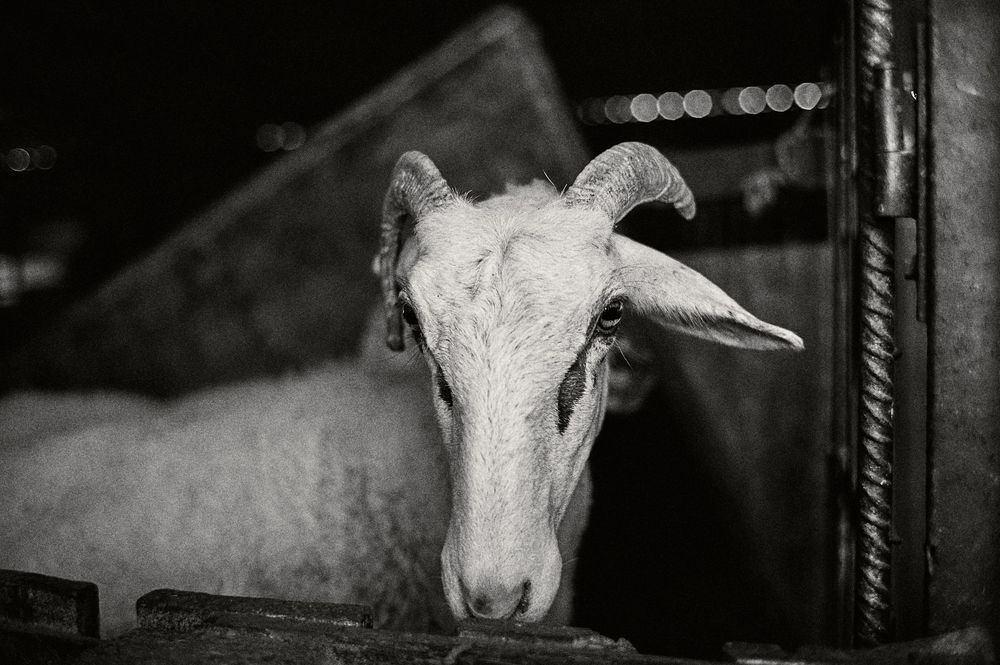 Row of sheep faces peering through barn stall bars in dramatic black and white lighting.