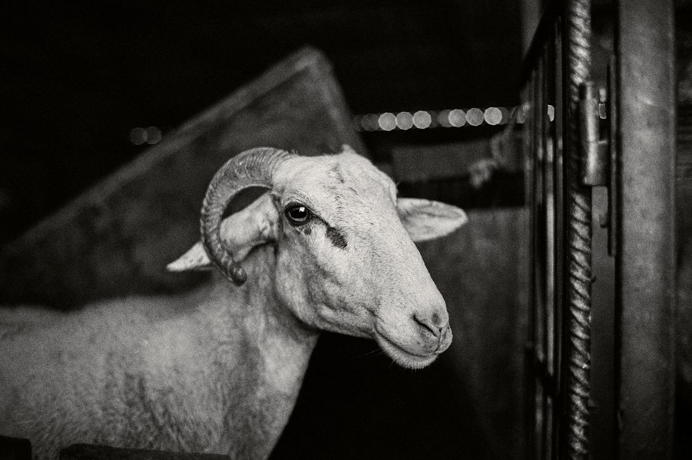 Close-up black and white photo of sheep's faces through wooden barn slats.