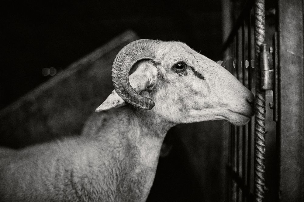 Close-up black and white portrait of a sheep's head showing detailed facial features.
