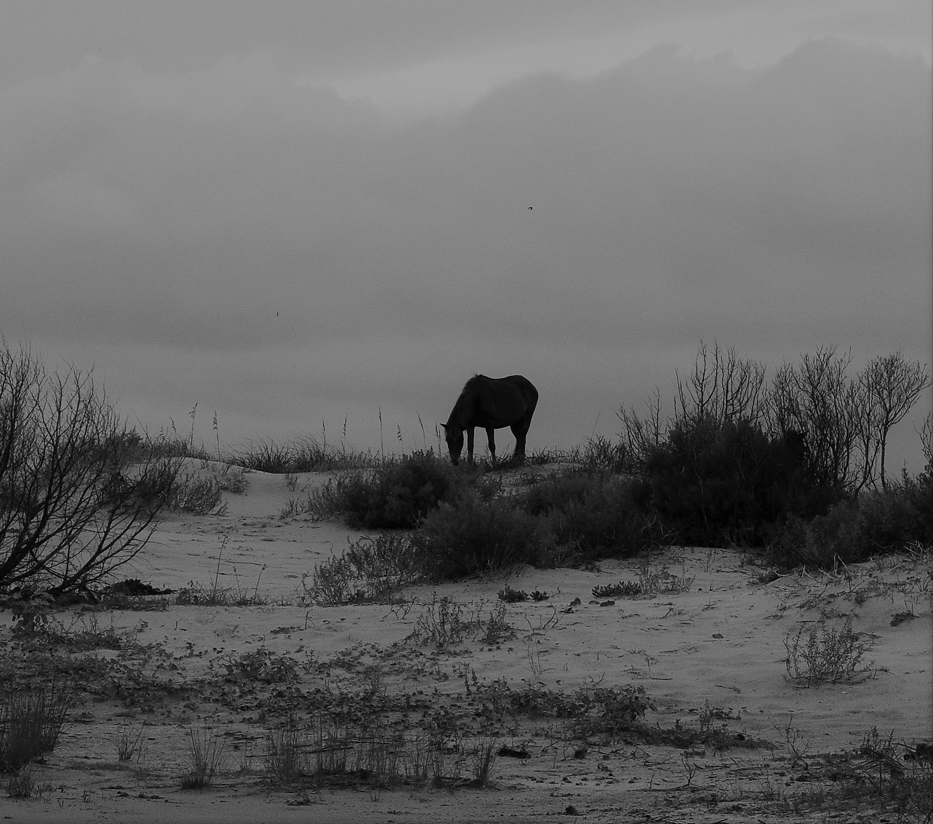 Shackelford Banks, NC