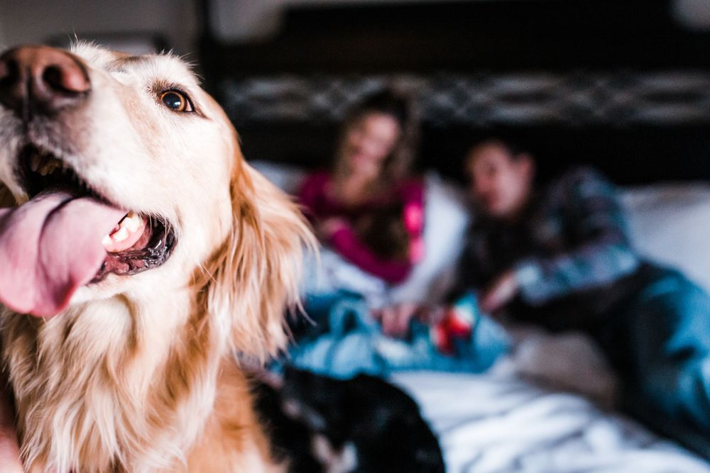 A happy Golden Retriever with tongue out in foreground while people relax on a couch in the background.