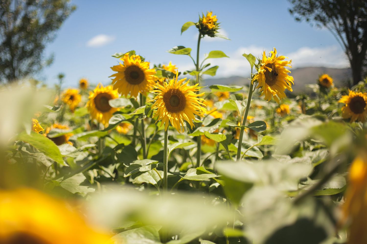 Sunflowers for commercial purposes, photo taken by Andy Snaps.
