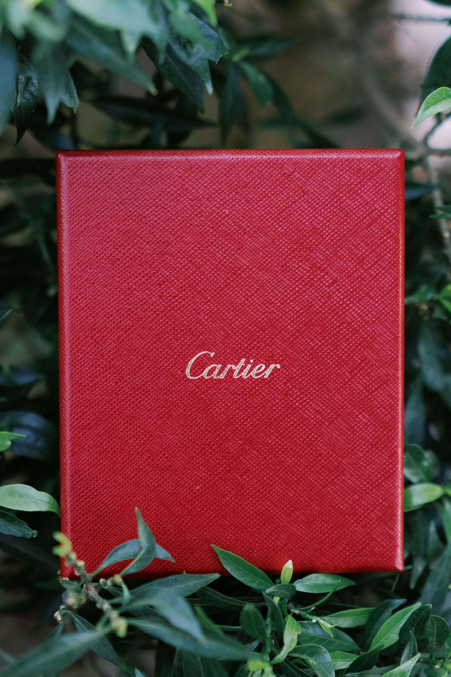 A red Cartier gift box nestled among green leaves and foliage in a natural setting.