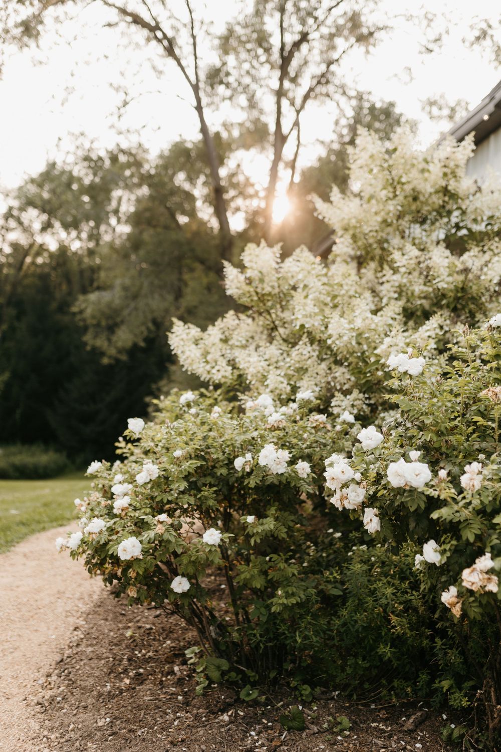 White flowering bushes glow in golden sunset light along a garden path at an outdoor wedding venue.