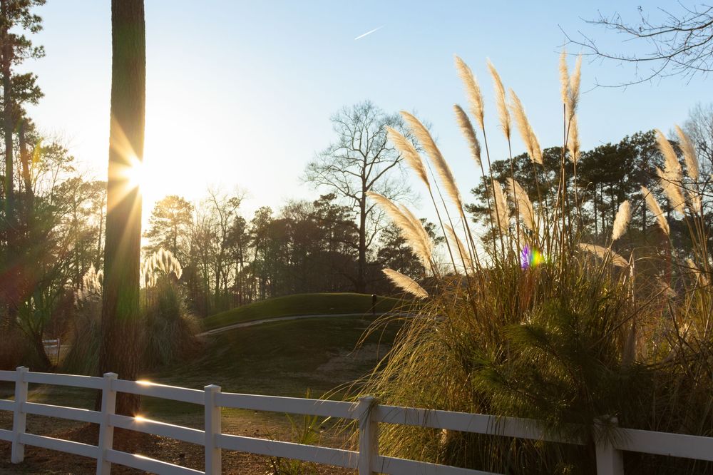 Ornamental pampas grass backlit by golden sunlight with pine trees in the background.