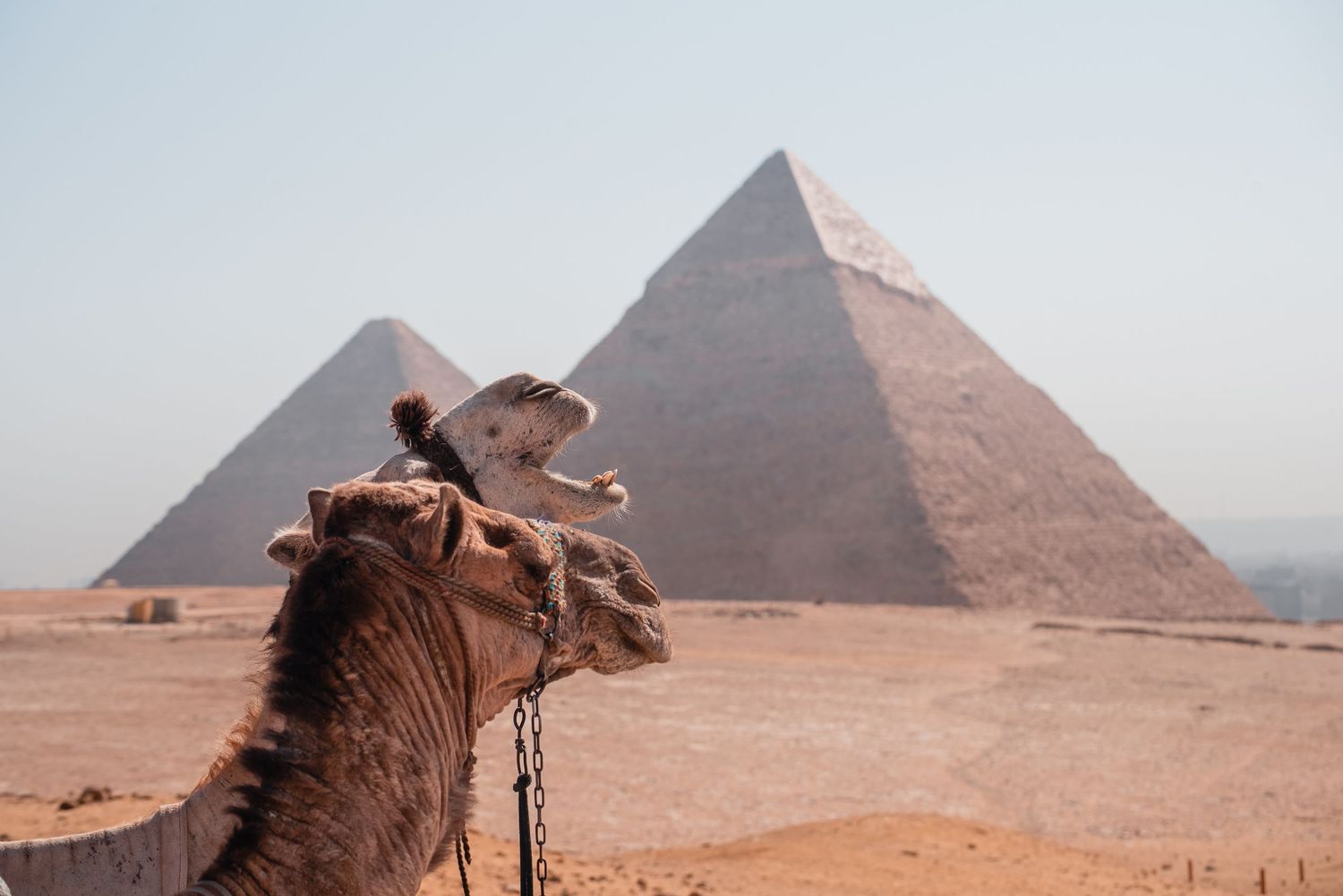 camels resting in front of the Giza Pyramids in Cairo, Egypt