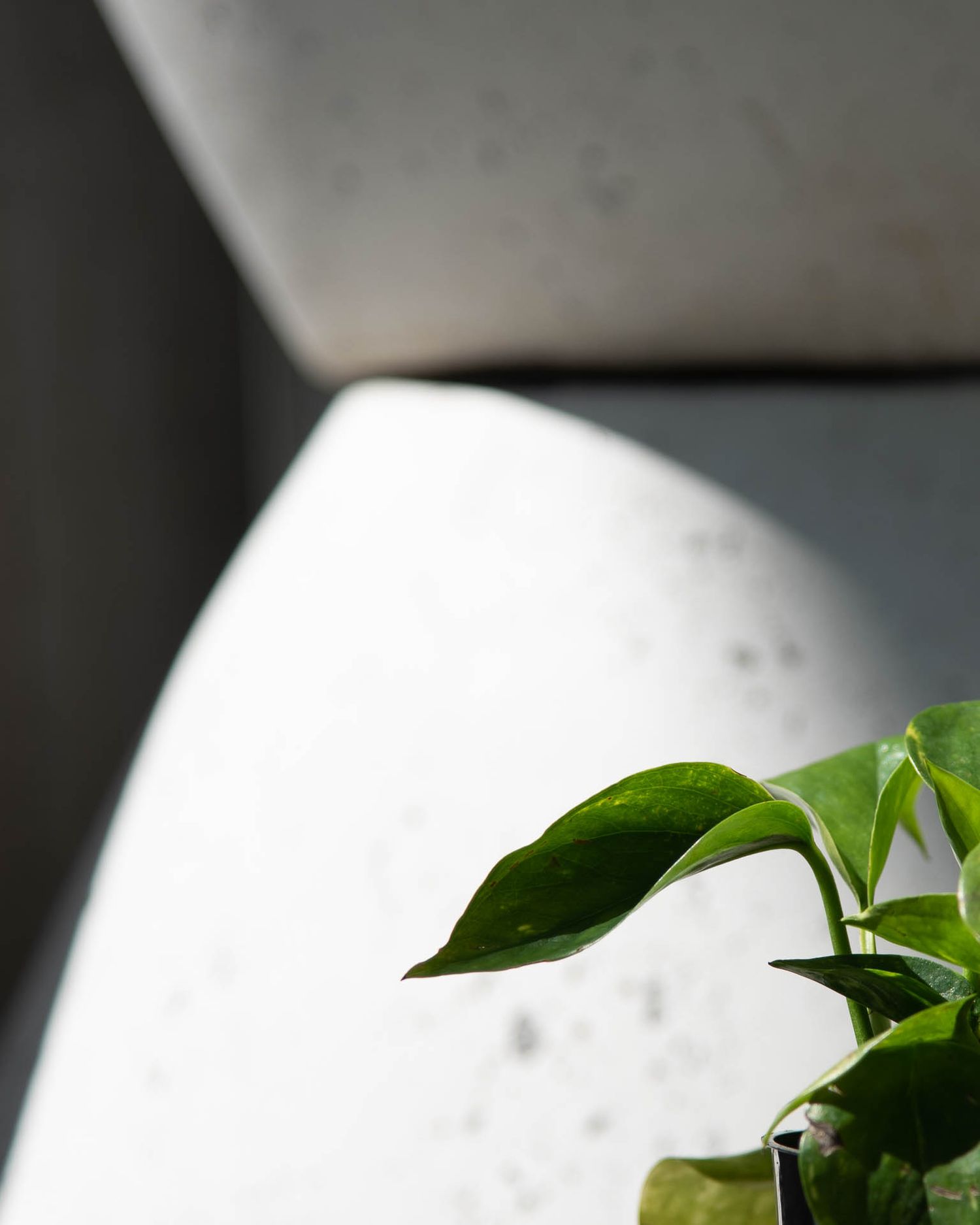 Fresh green leaves emerge from a white pot against a blurred background creating a minimalist botanical composition at Bradford Greenhouse