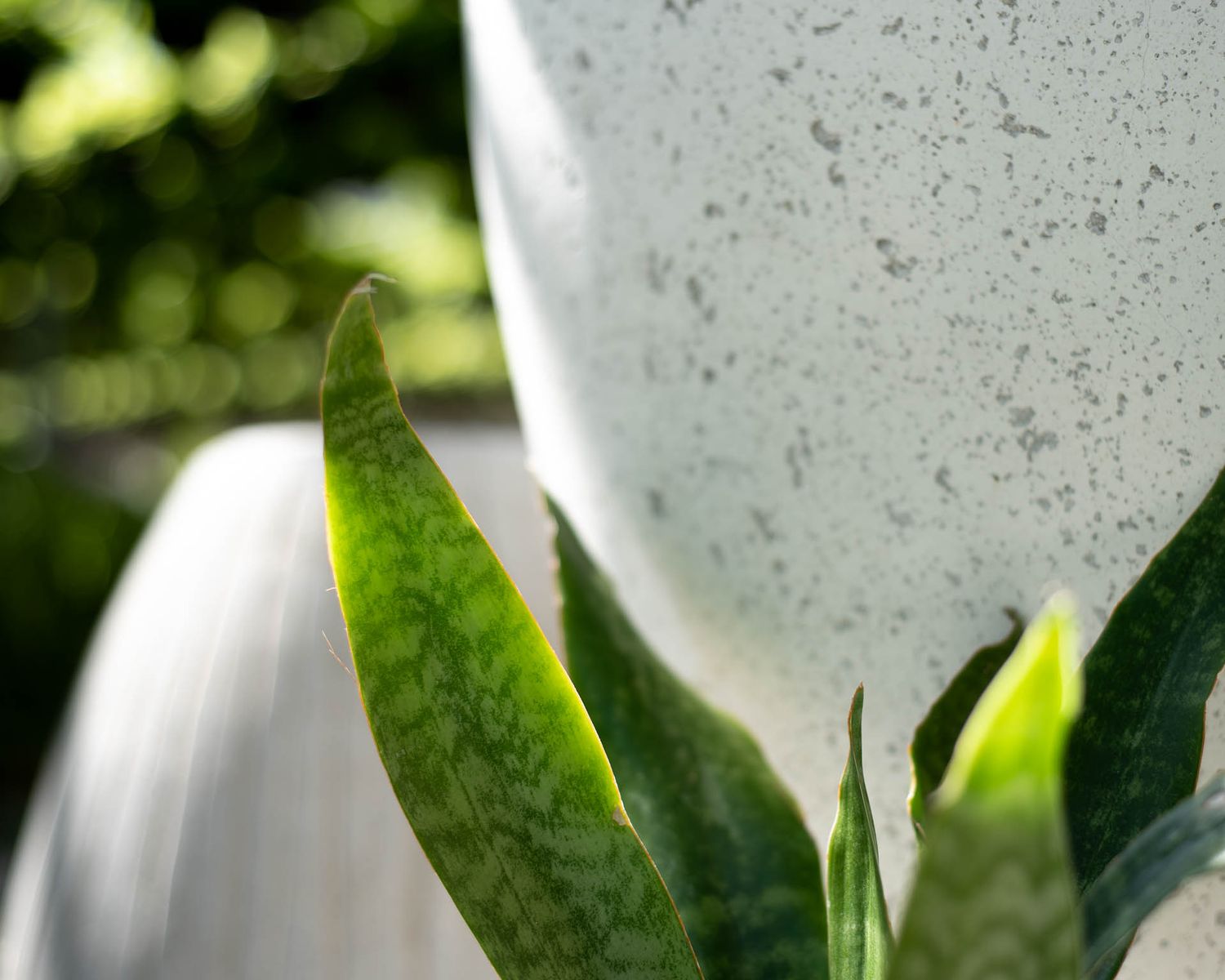 Close-up view of vibrant green plant leaves against a blurred white background with soft natural lighting at Bradford Greenhouse