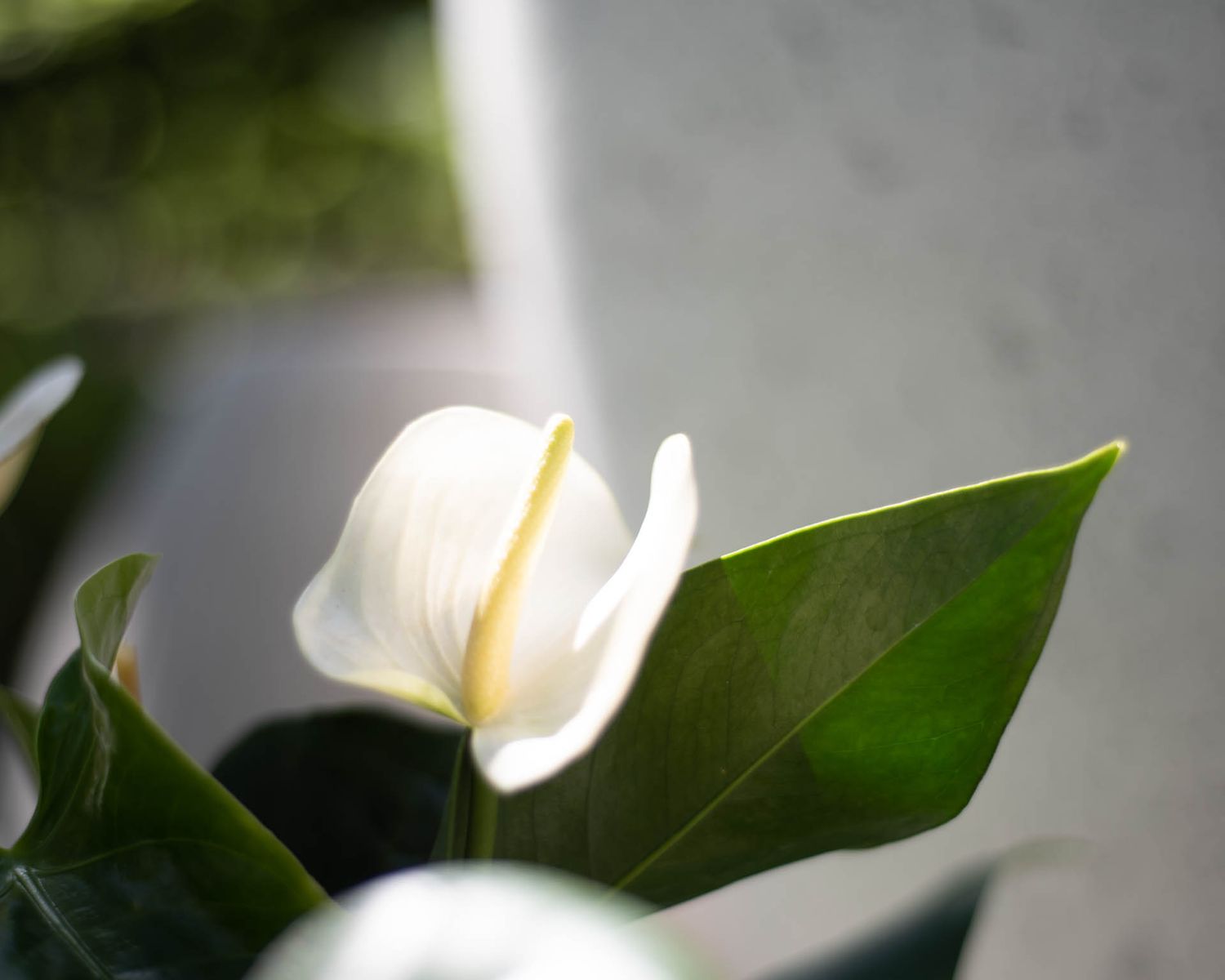 A single white magnolia flower bloom peers out from behind large dark green glossy leaves in soft focus at Bradford Greenhouse