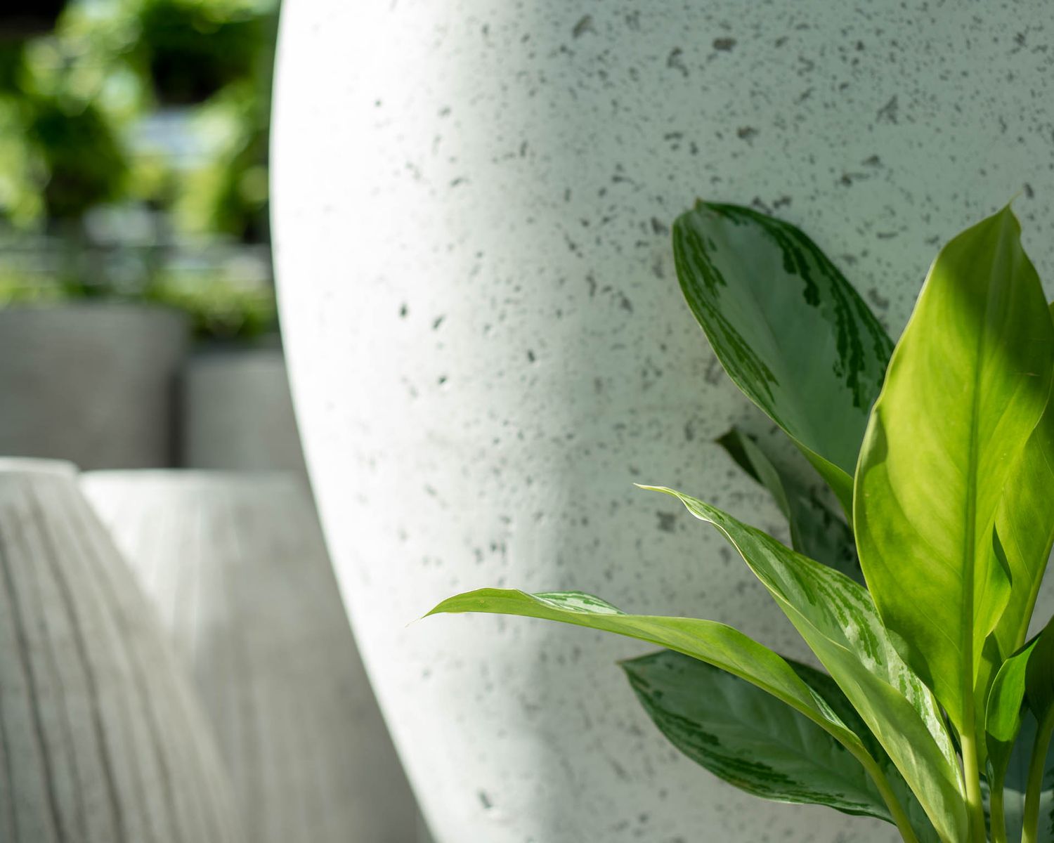 Vibrant green plant leaves contrast against a textured white planter in soft natural lighting at Bradford Greenhouse