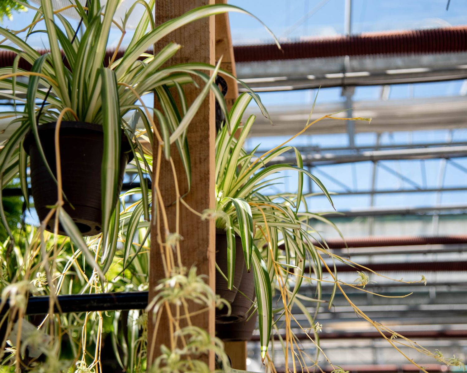 Spider plants with cascading variegated foliage hang from greenhouse ceiling structure in bright natural light at Bradford Greenhouse