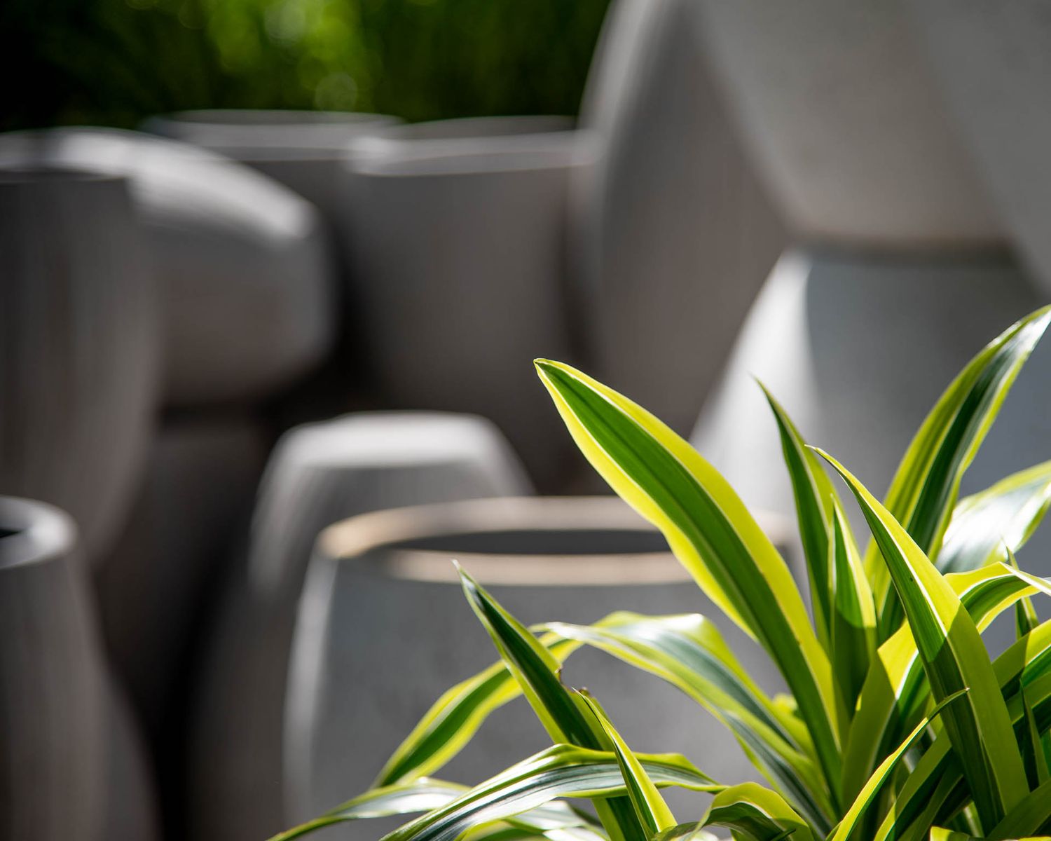 Green and yellow striped spider plant leaves in soft focus with grey plant pots visible in background at Bradford Greenhouse in Barrie