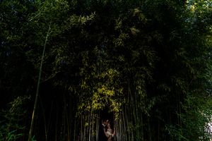 Couple embraces in lush green bamboo forest in dramatic dark wedding portrait.