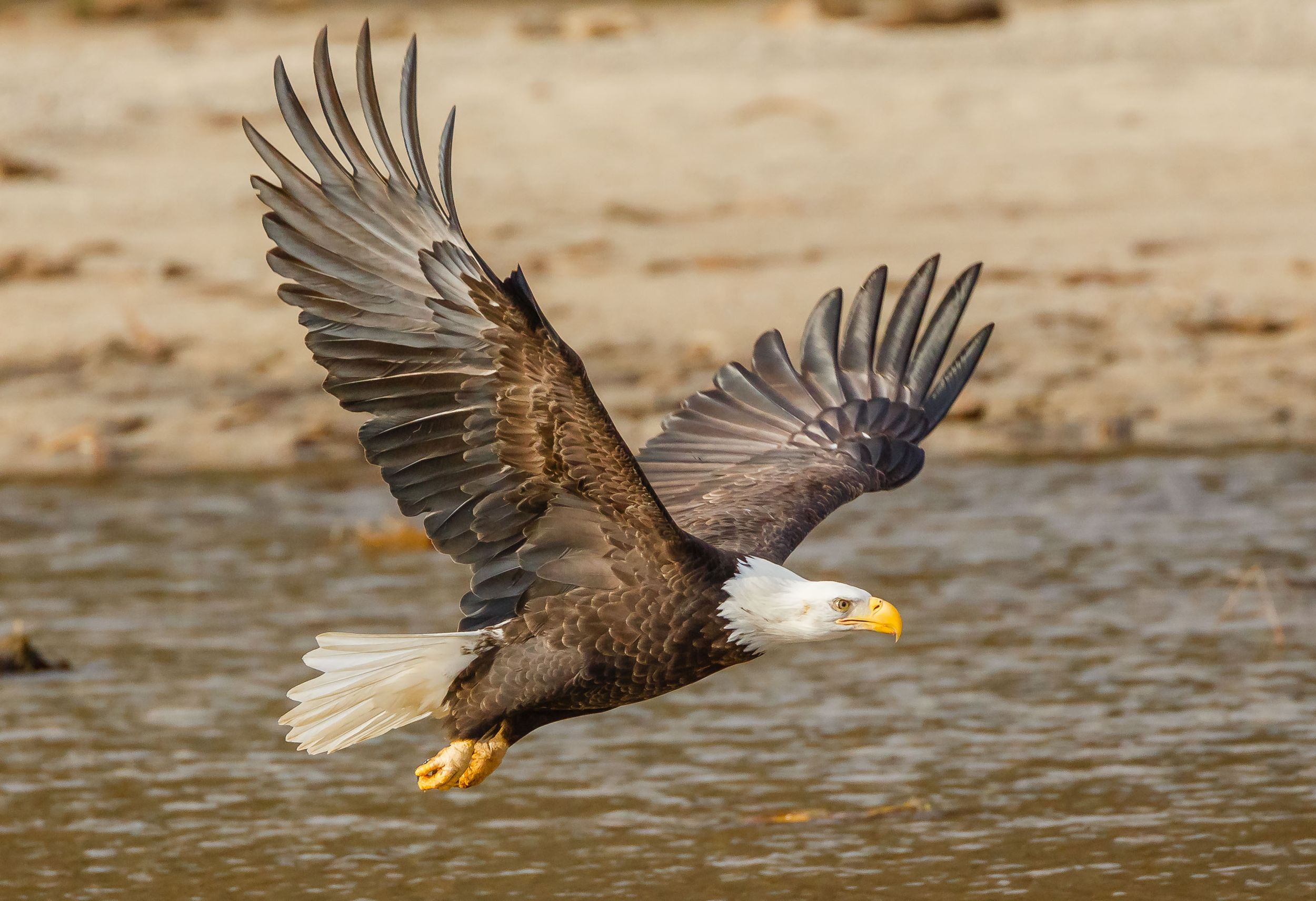 Bald Eagle