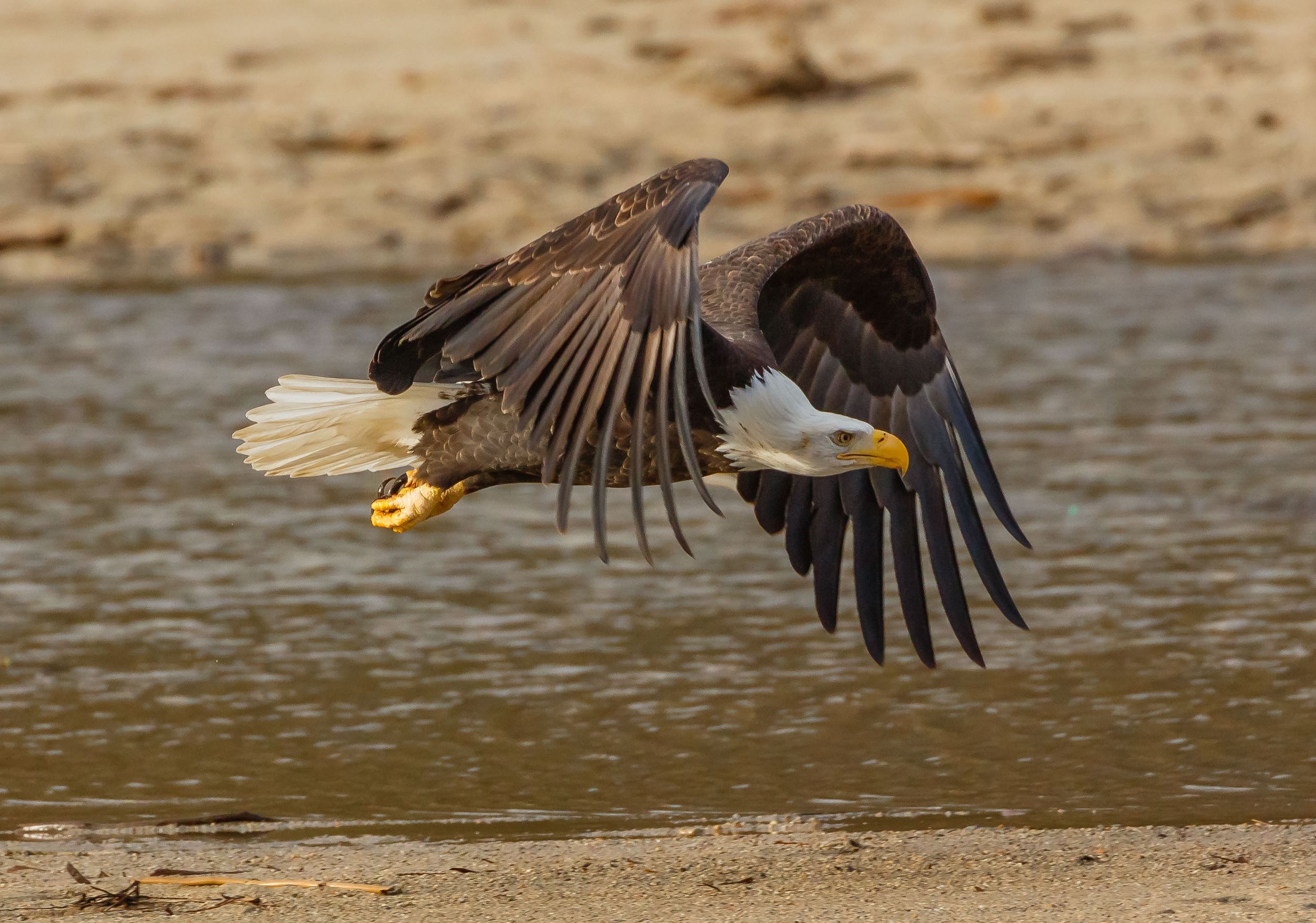 Bald Eagle