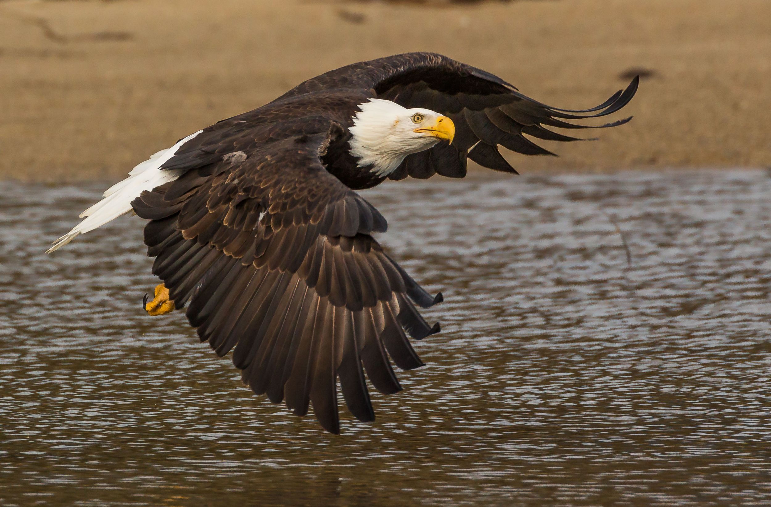 Bald Eagle