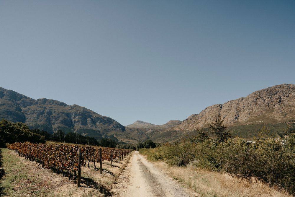 A scenic dirt road winds through a vineyard with rugged mountains in the background under a clear blue sky.