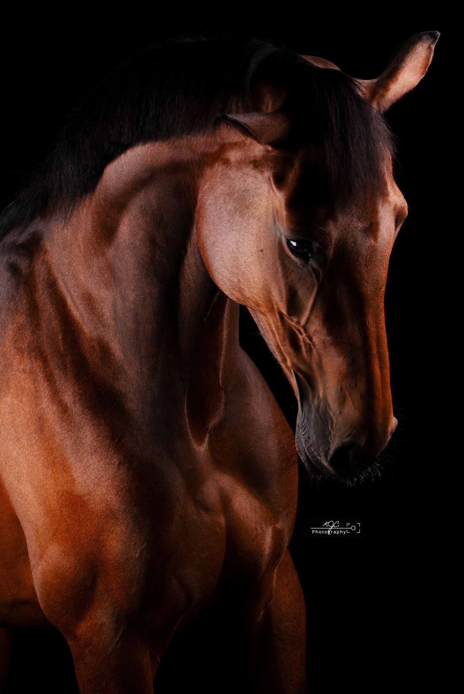 Equine Fine Art fotoshoot met paard in Gelderland