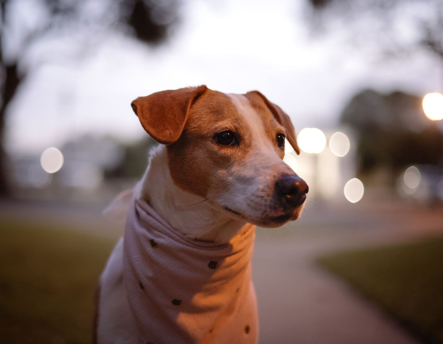 Pet photography of a dog being out in the blue hour.