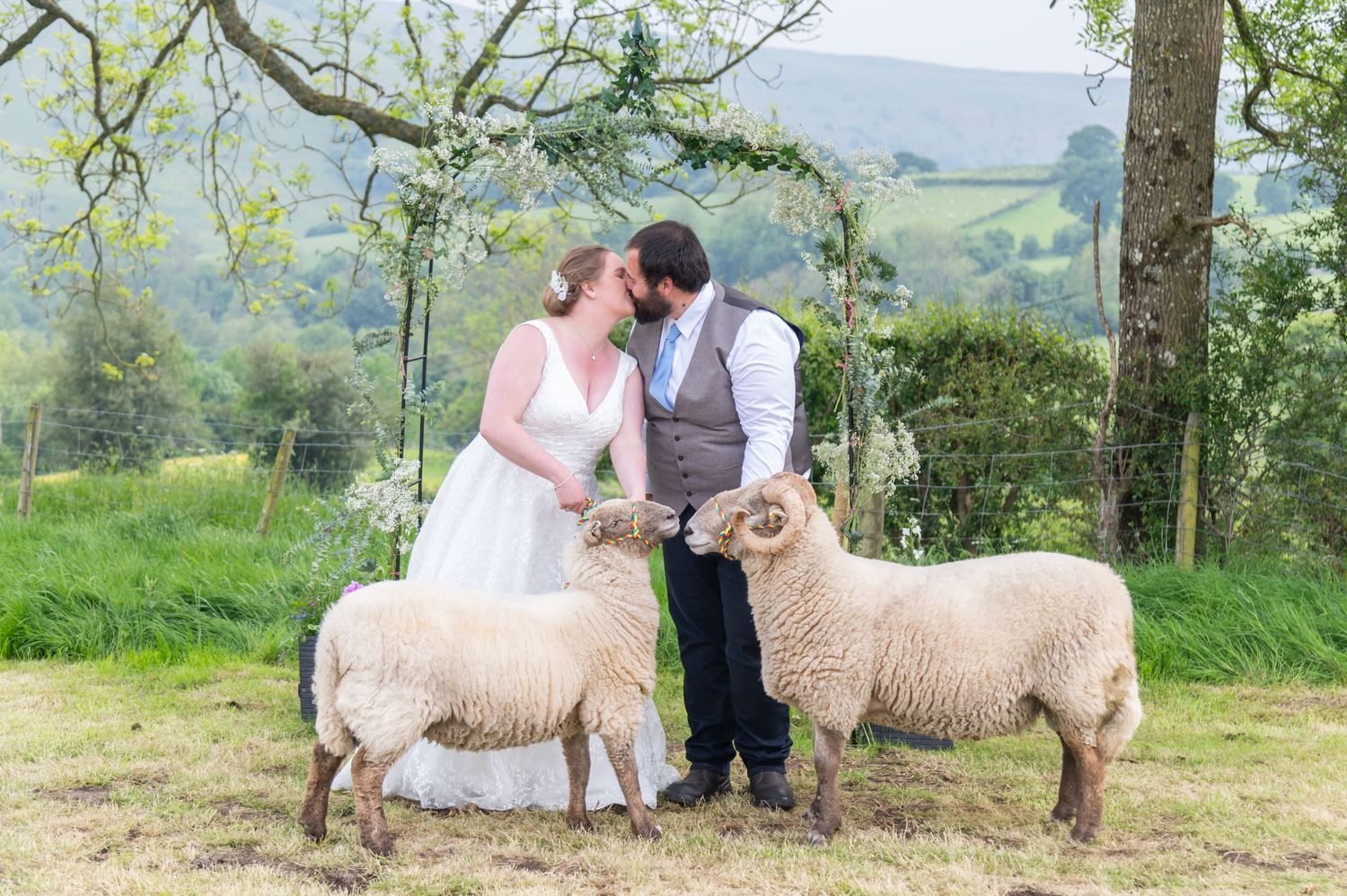 Newlyweds in countryside setting posing with two white sheep on green hillside.