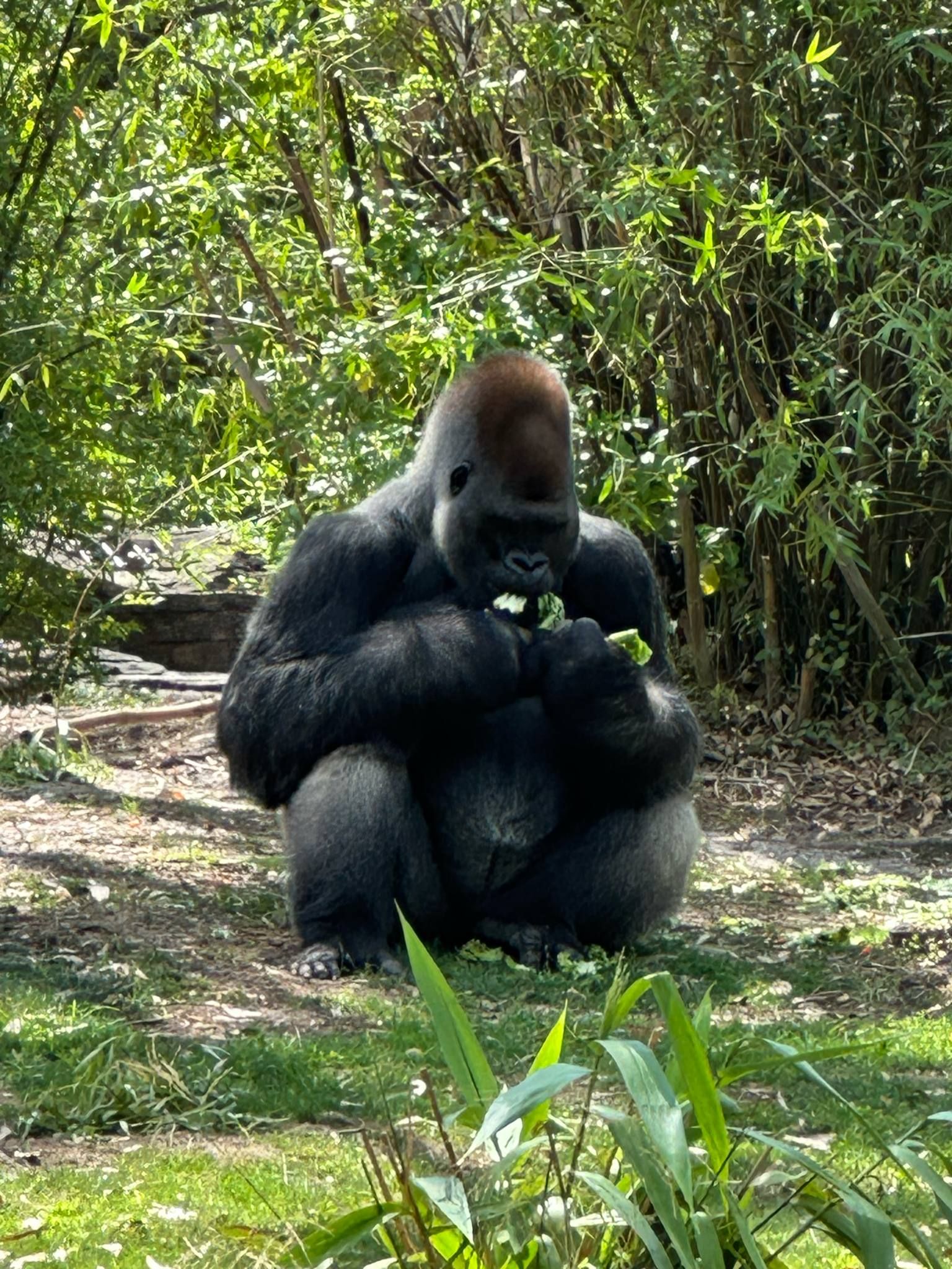 Two gorillas interacting playfully in a lush green forest environment, displaying natural social behavior.