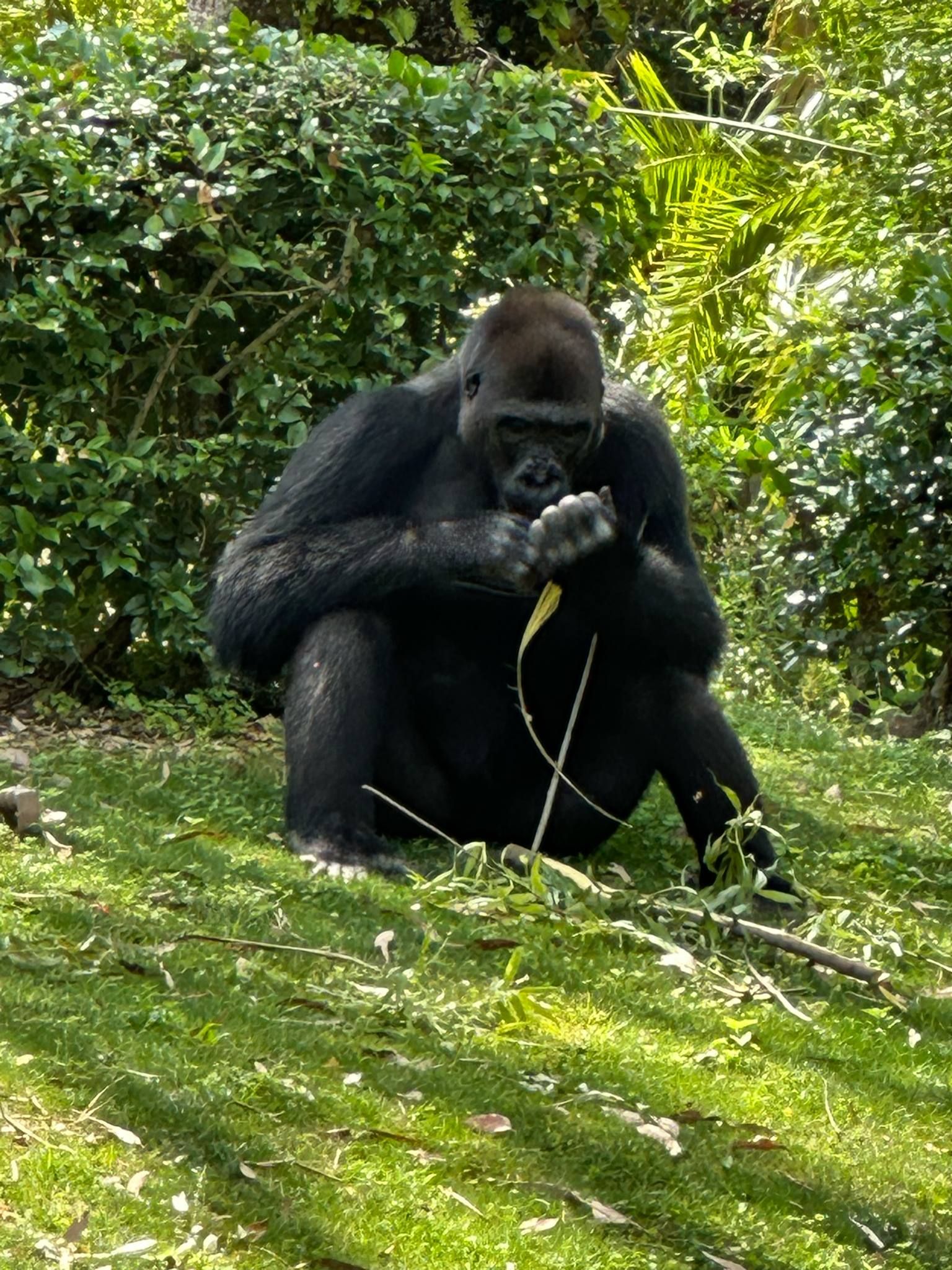 A large gorilla rests peacefully on grassy ground surrounded by lush green vegetation in a natural habitat.