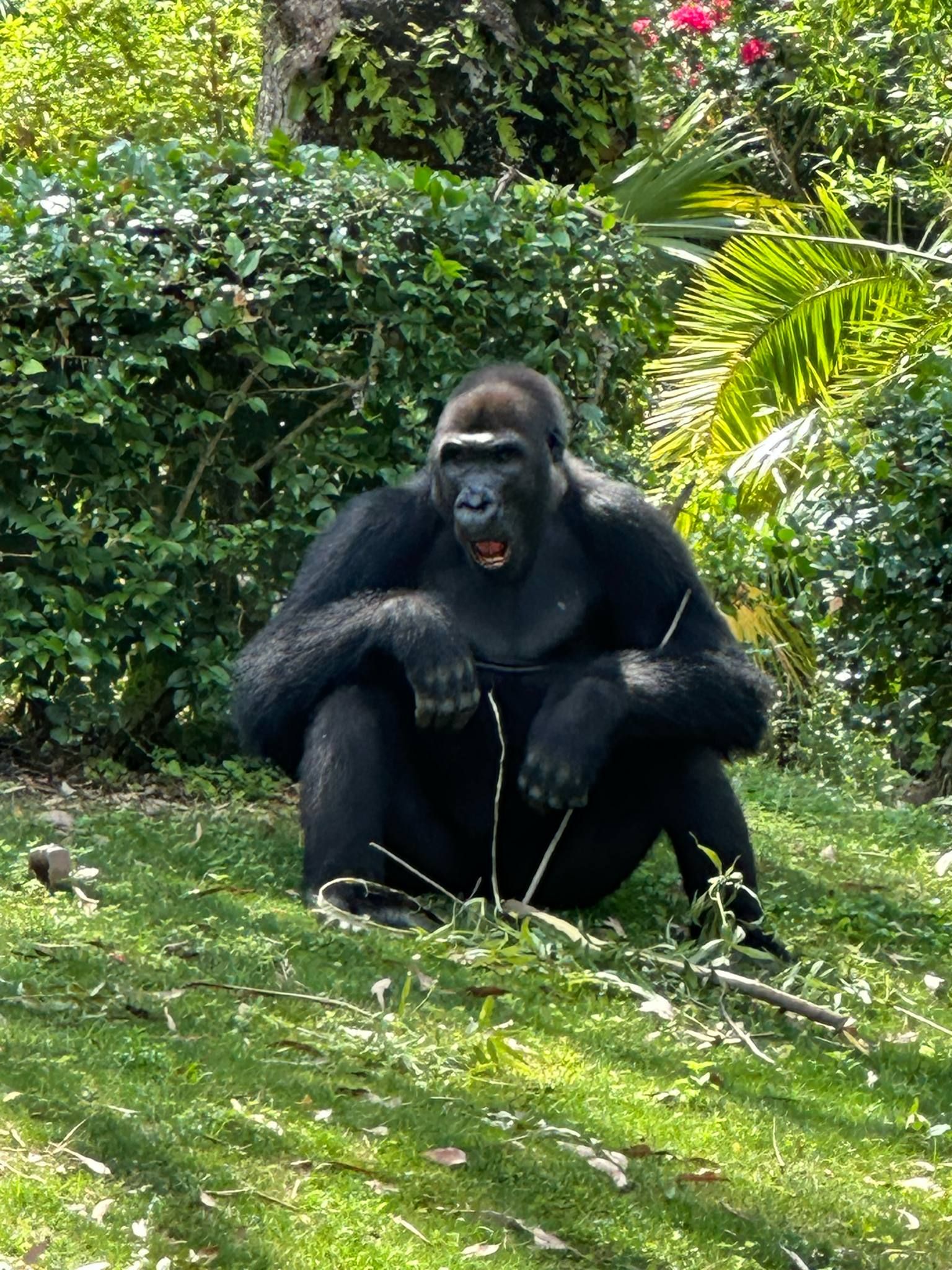 A large gorilla sits on a grassy slope surrounded by lush tropical plants and greenery in a natural setting.