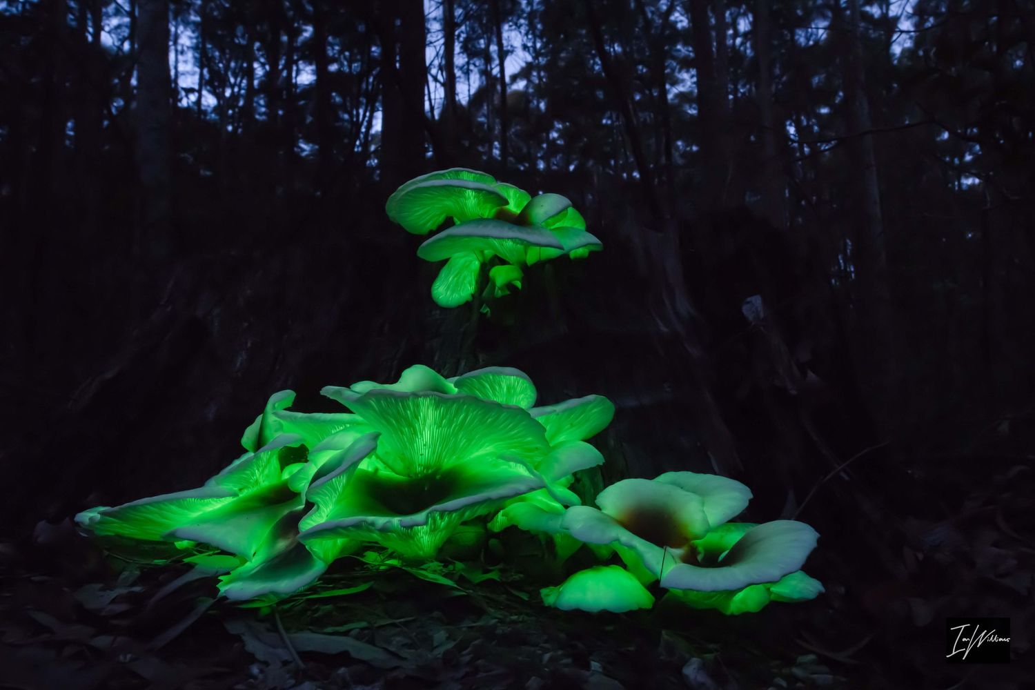 Ghost fungi, Bermagui