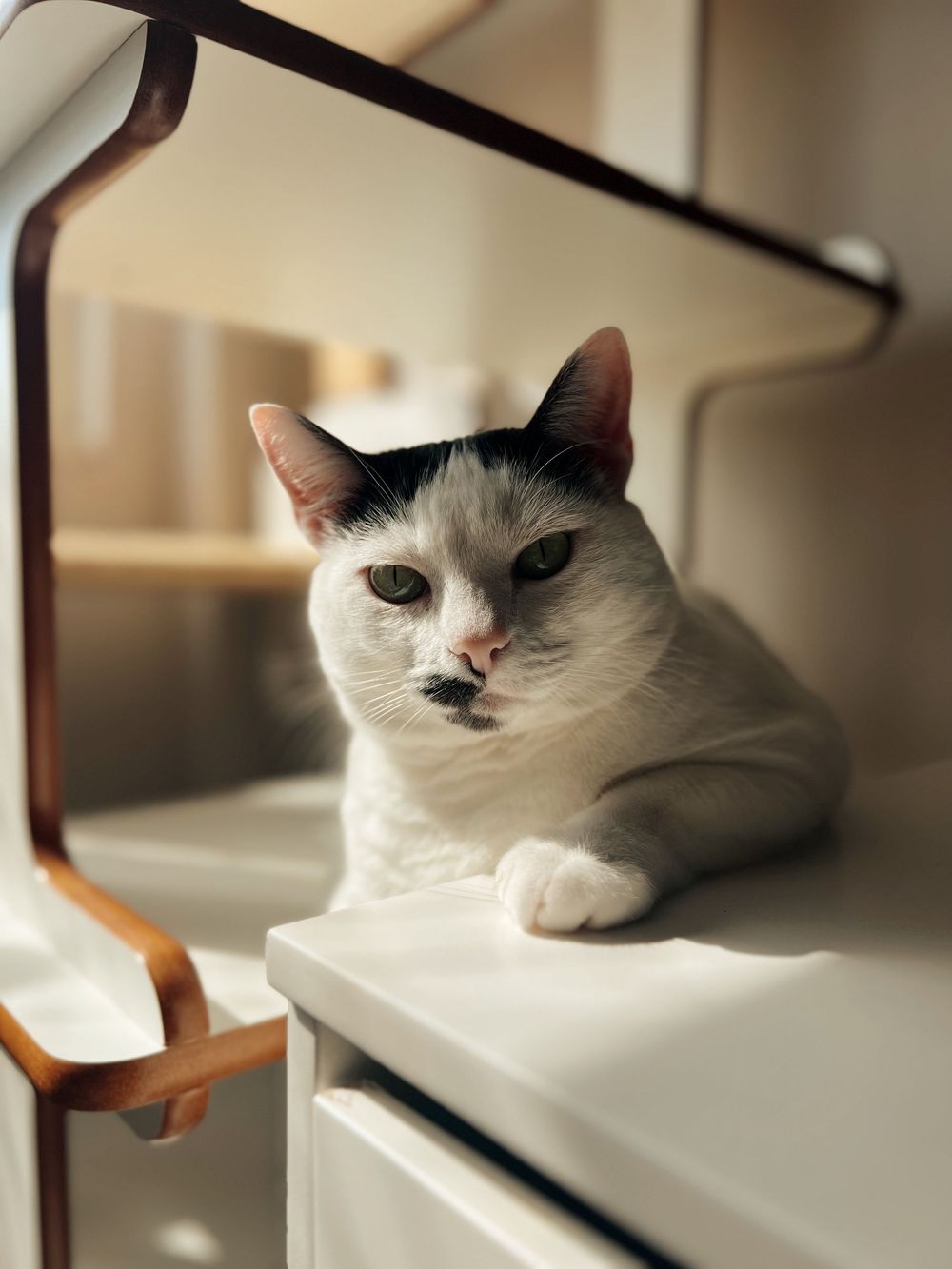 A white and black cat with piercing eyes lounges on a white shelf near a wooden desk lamp.