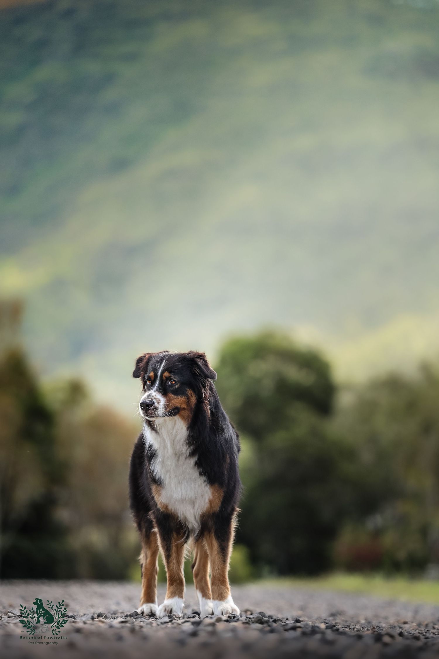 An Australian Shepherd dog stands alertly on a rocky path with a blurred natural background.