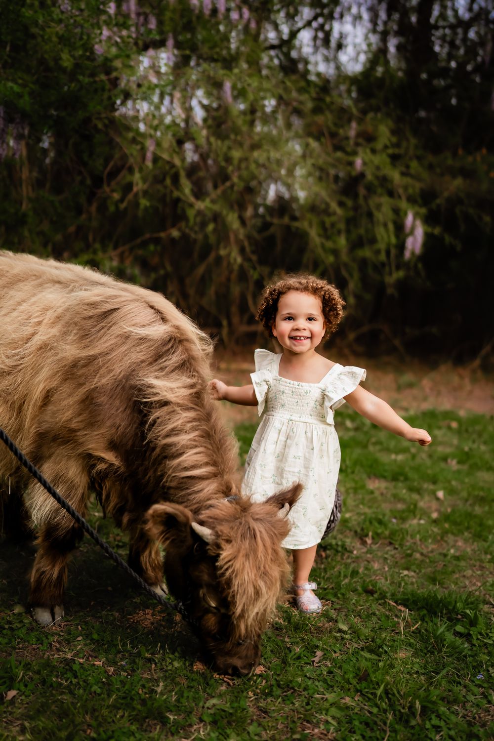 A young child wearing a white dress stands joyfully next to a grazing Highland cow in a grassy outdoor setting.