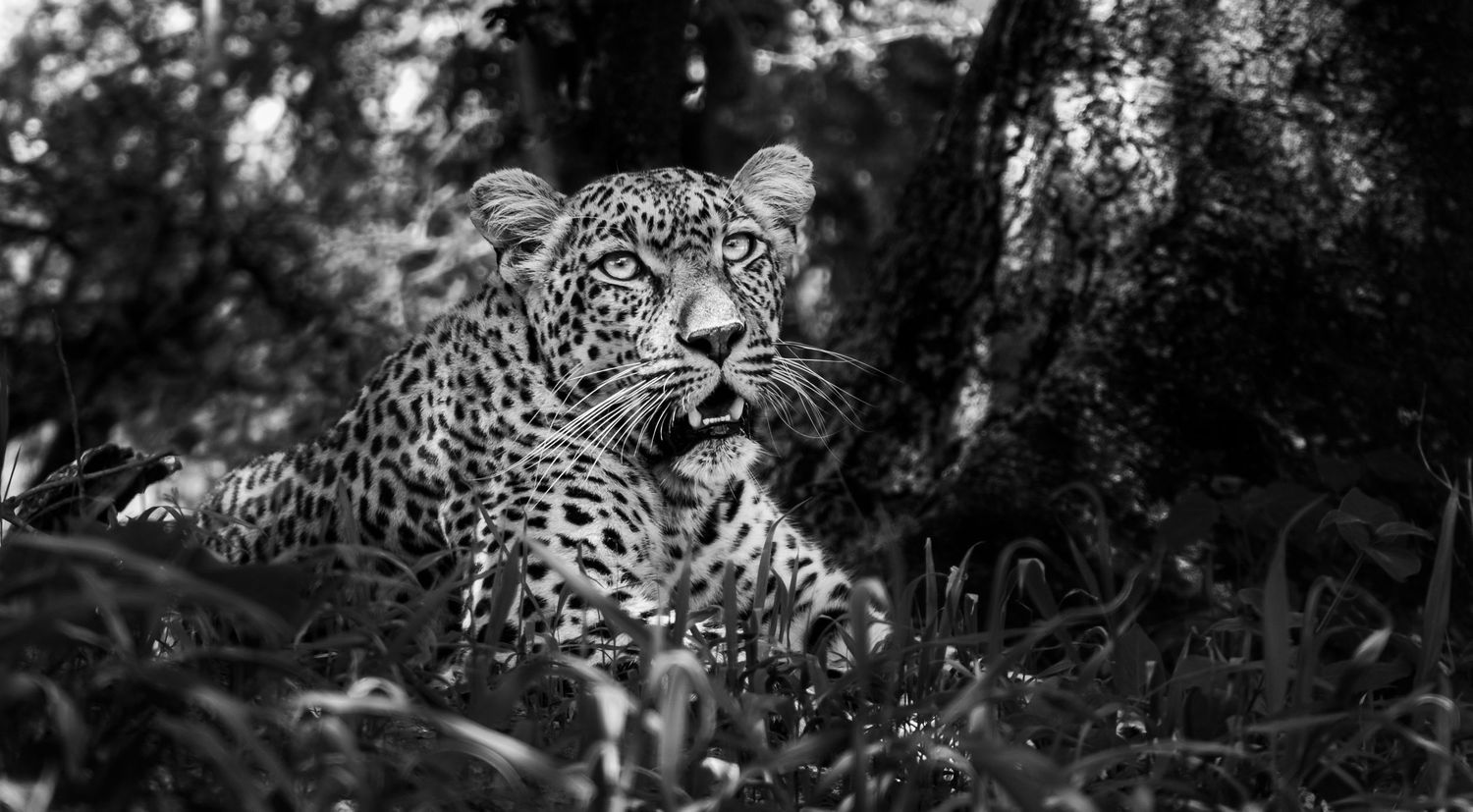 leopard portrait