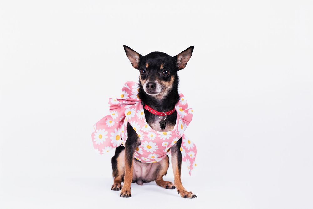 Small chihuahua wearing pink floral dress stands on white background.