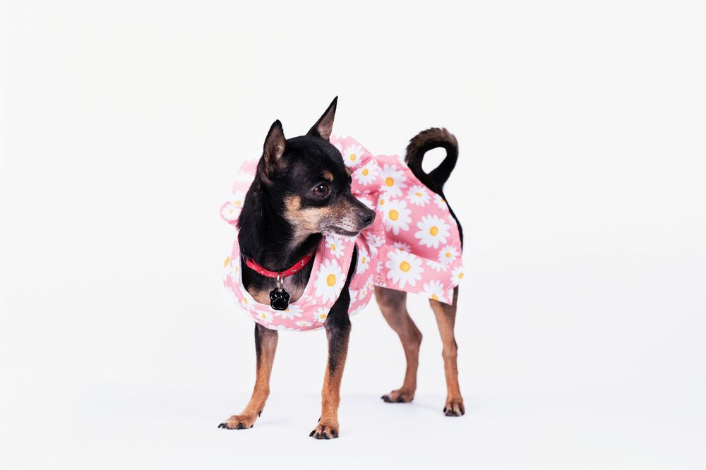 Chihuahua dog modeling pink floral dress against white studio background.