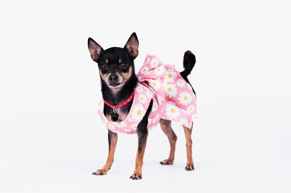 Black and tan chihuahua wearing pink floral outfit poses on white backdrop.