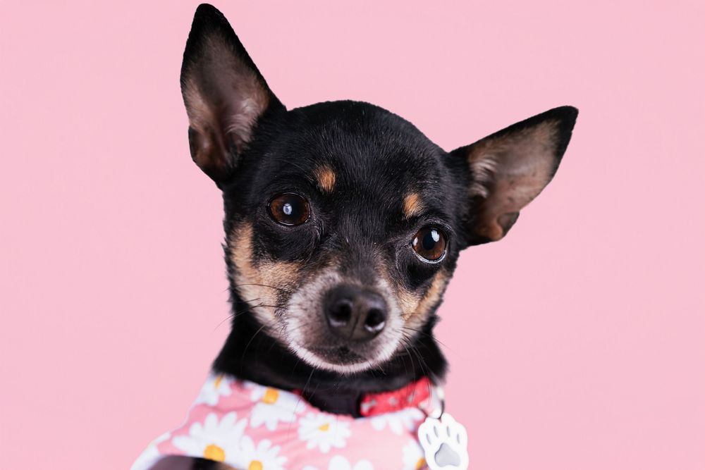 Close-up of chihuahua's face against pink background showing perked ears and alert expression.