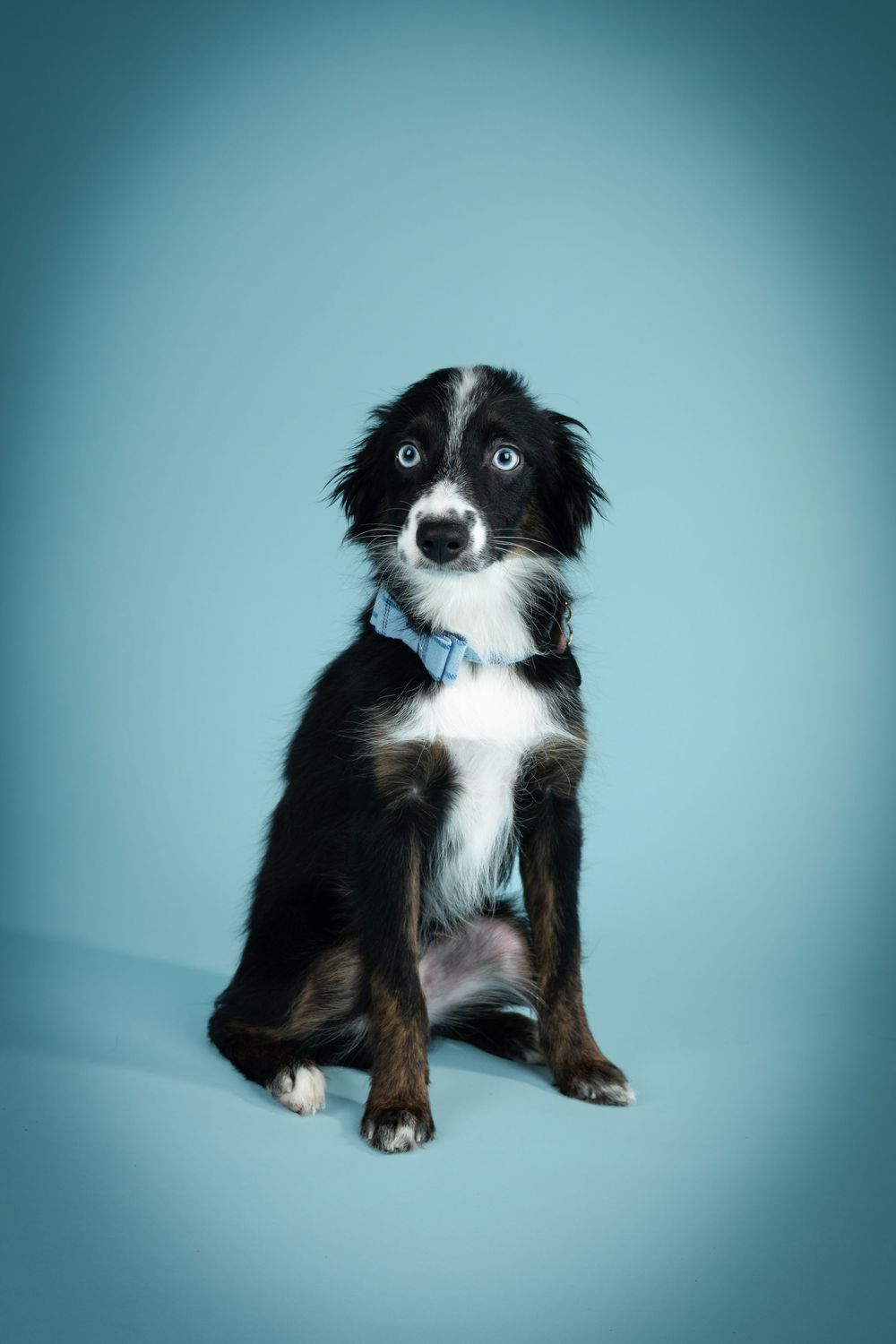 Border collie puppy with striking blue eyes and black and white fur poses against turquoise background.