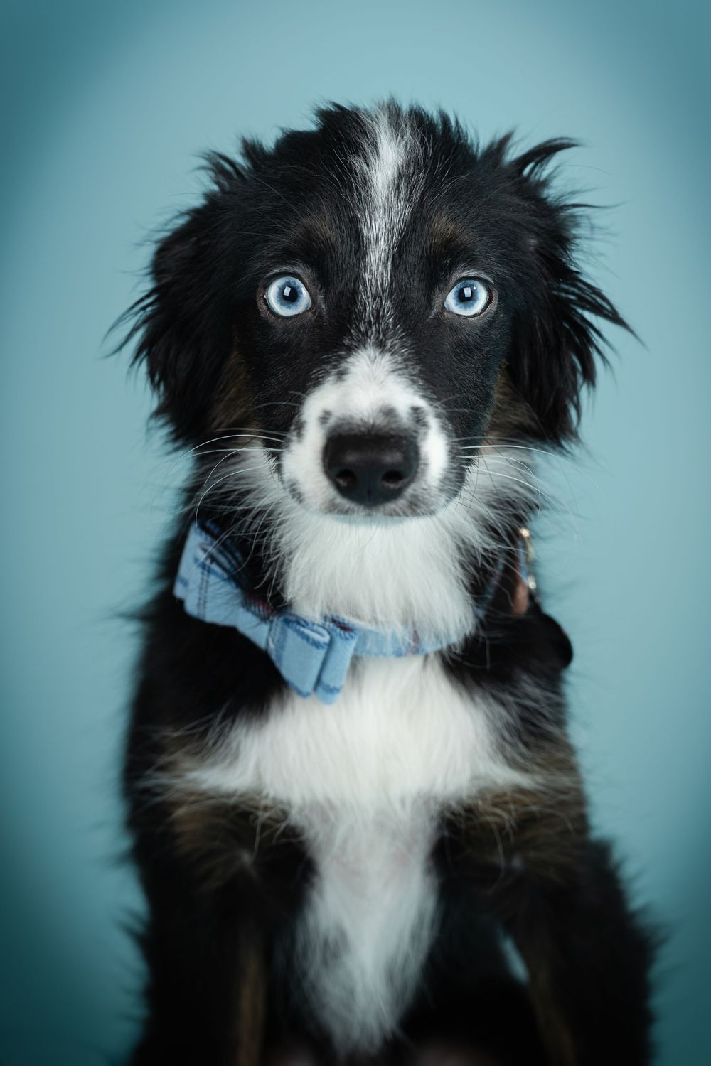 Black and white border collie wearing blue bowtie looks directly at camera with bright blue eyes.