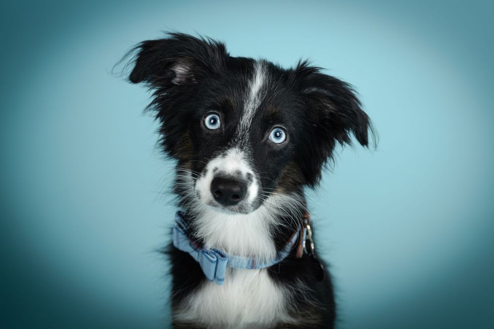 Border collie puppy with distinctive black and white markings sits alertly on turquoise backdrop.