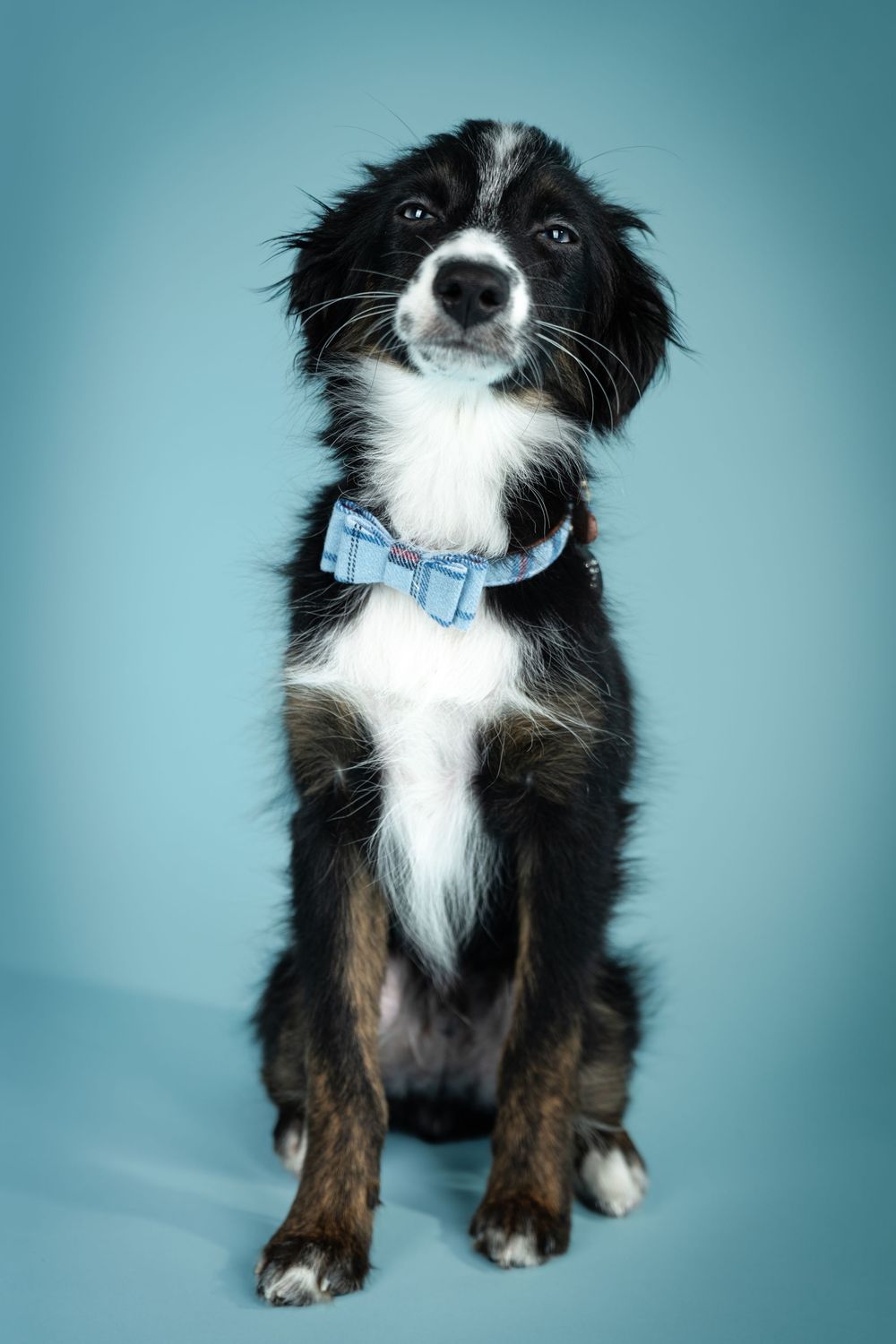 Border collie with blue bowtie collar sits patiently against light blue studio background.