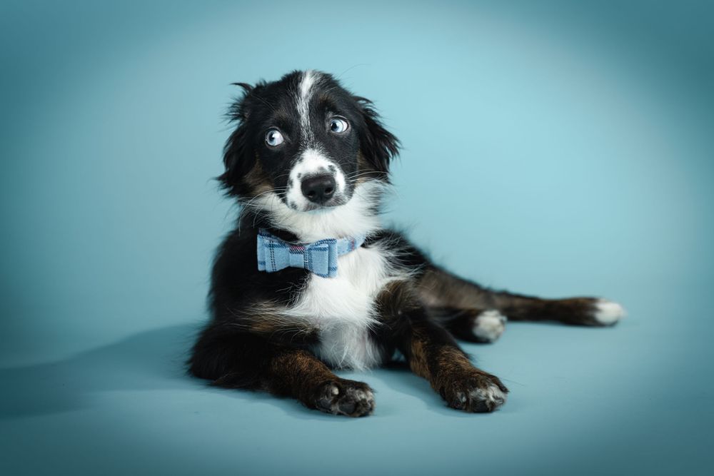 Border collie lounges elegantly on floor with blue gradient background.