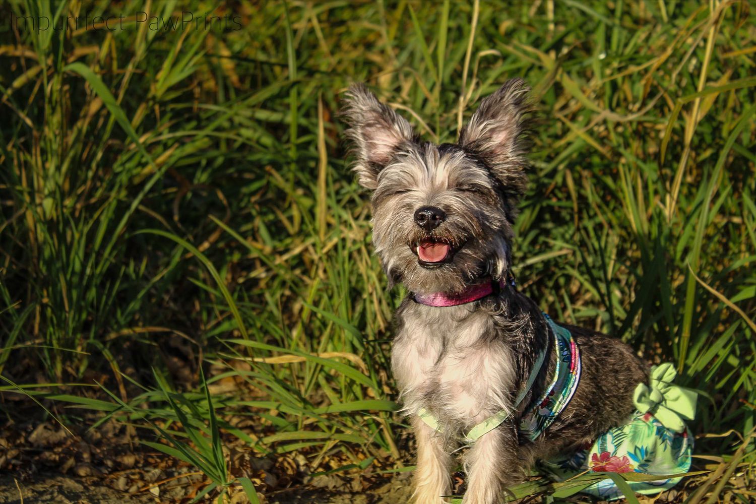Small scruffy terrier dog wearing a colorful harness standing in tall green grass with mouth open.