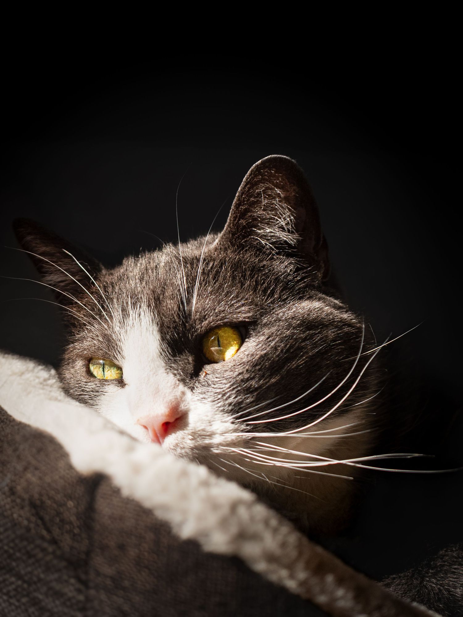Portrait dramatique d'un chat de gouttière gris et blanc allongé dans son coussin à Calais