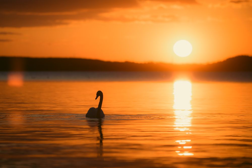 Silhuett av svan under Solnedgång över Roxen
