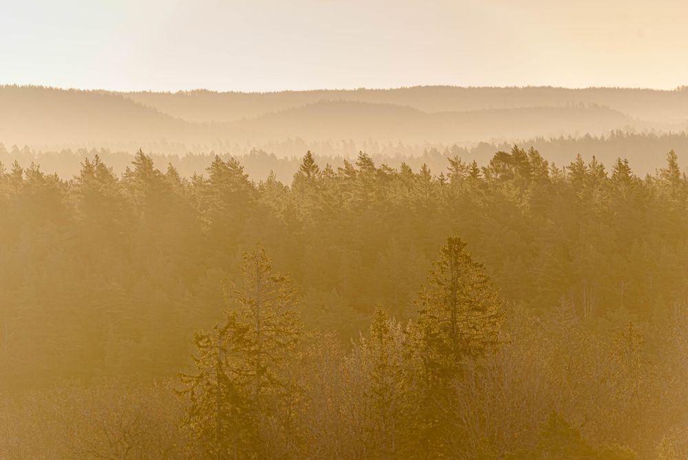 Trädtoppar under soluppgång i Rimforsa